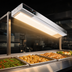 Thumbnail image #3 for Hatco Glo-Ray® Infrablack 36-Inch Lighted Strip Heater